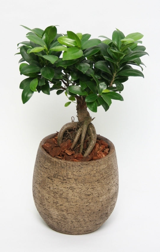 Ficus microcarpa ginseng en céramique de couleur taupe