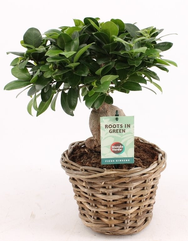 Ficus microcarpa ginseng dans un panier de rotin