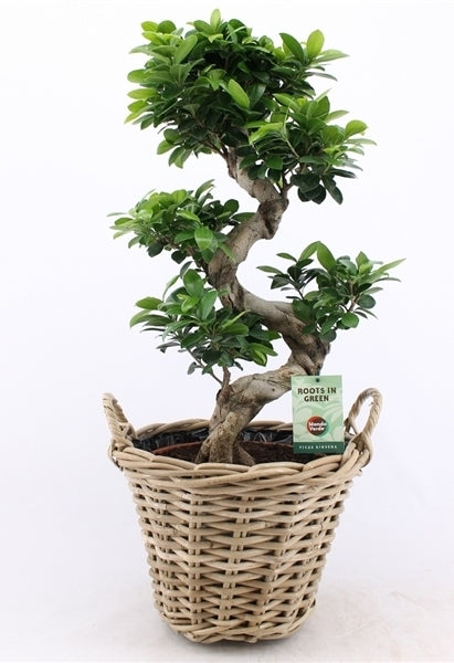 Ficus Microcarpa Ginseng S-Typ im Rattan-Korb