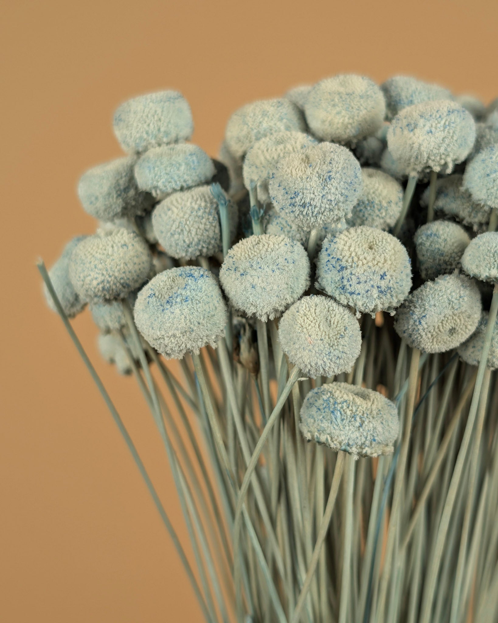 Botao Botton Dark blue dried