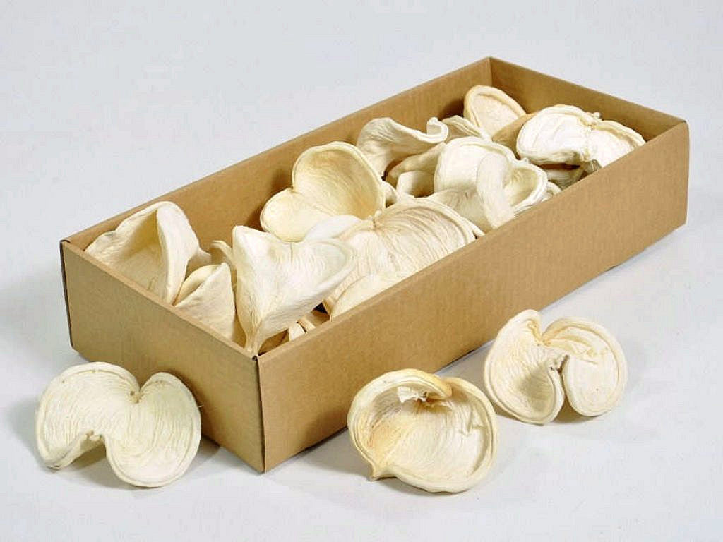 Badam bleichte 25st.