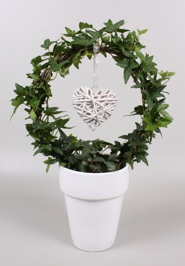 Hedera s'inclina dans un pot en céramique avec un cœur blanc