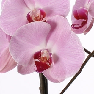 Phalaenopsis 2 branches en vase en verre avec finition blanche