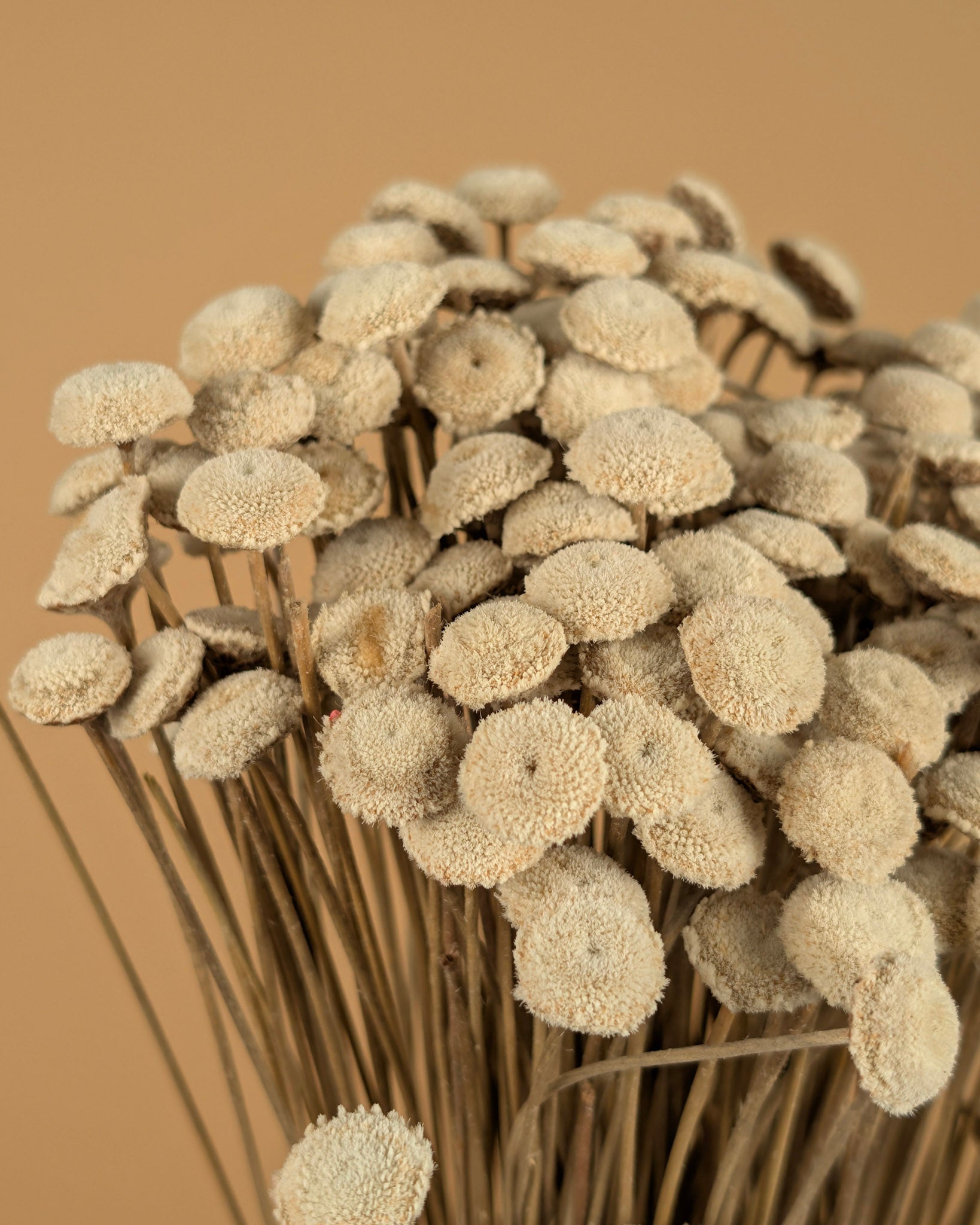 Botton Botao naturally dried