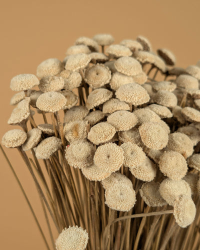 Botton botao naturellement séché