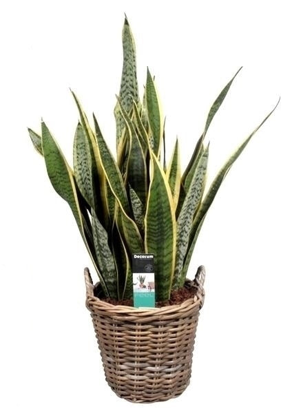 Sansevieria dans un panier en rotin