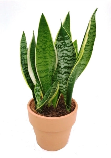 Sansevieria trifasciata dans un pot en terre cuite