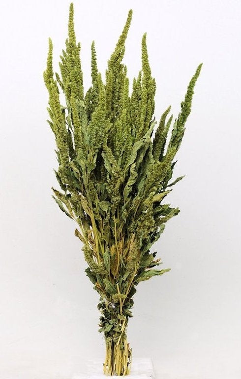 Getrockneter Amaranthus dunkelgrün