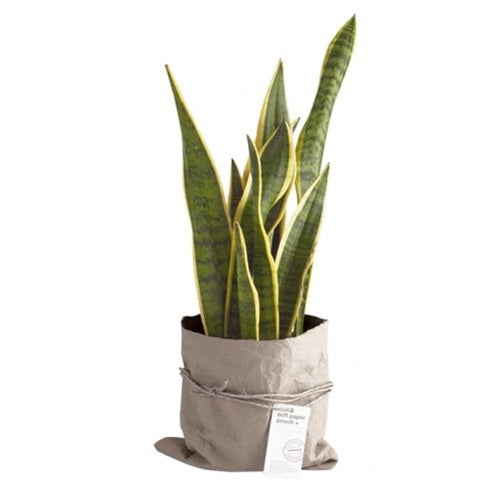 Sansevieria dans un sac de pochettes