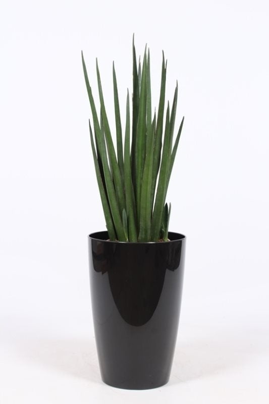 Sansevieria Katana dans un pot en plastique élevé