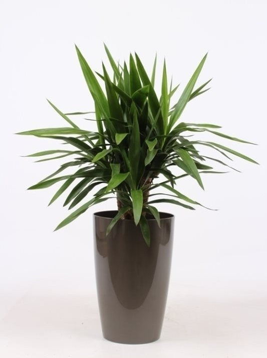 Yucca dans un pot en plastique