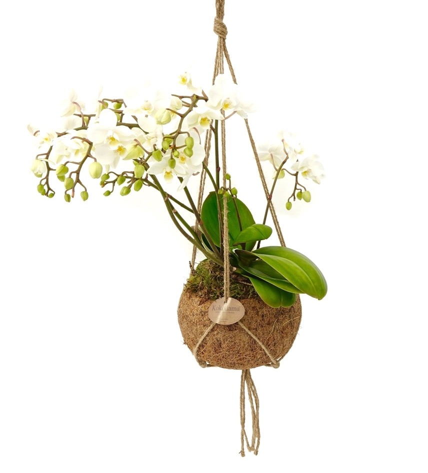 Phalaenopsis Wild Orchid dans un coco-bol (pot suspendu)