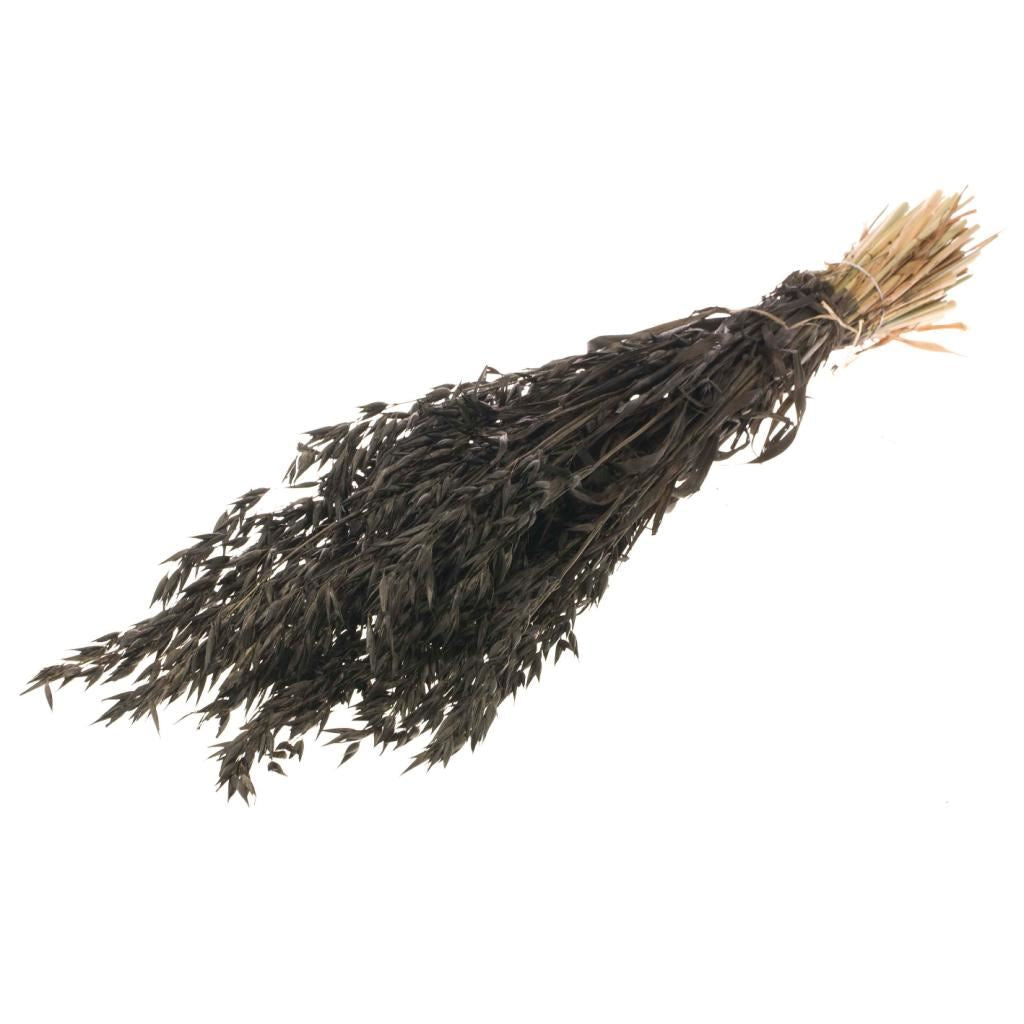 Dried oats (Avena) painted black