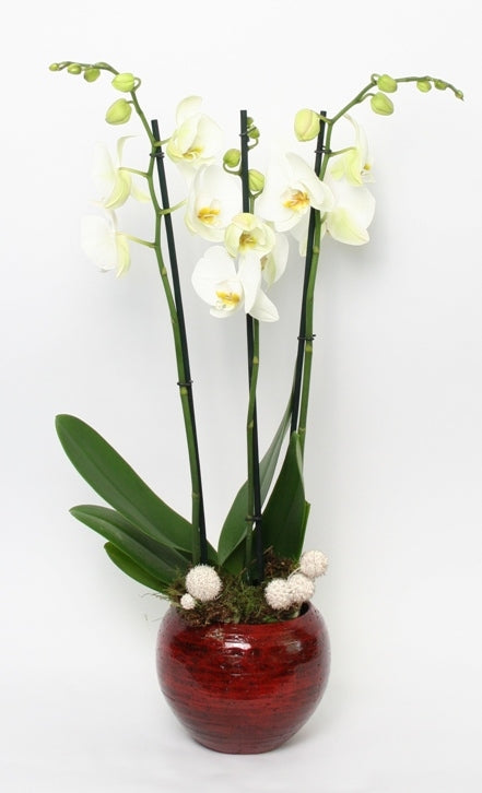 Phalaenopsis Orchid White 3 branches en céramique stan rouge