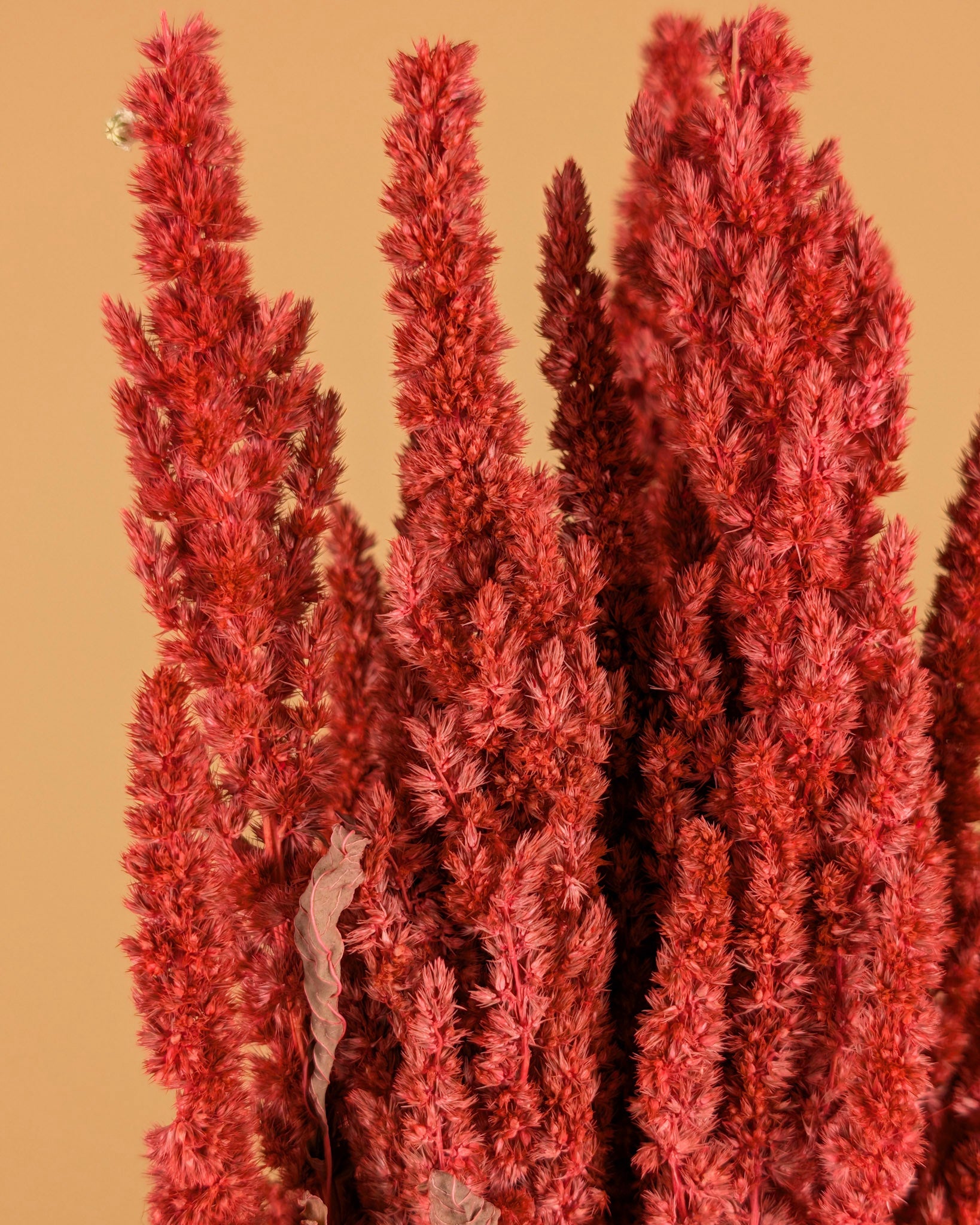 Gedroogde amaranthus – roze