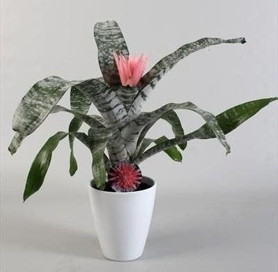 Aechmea pink in a white ceramic pot