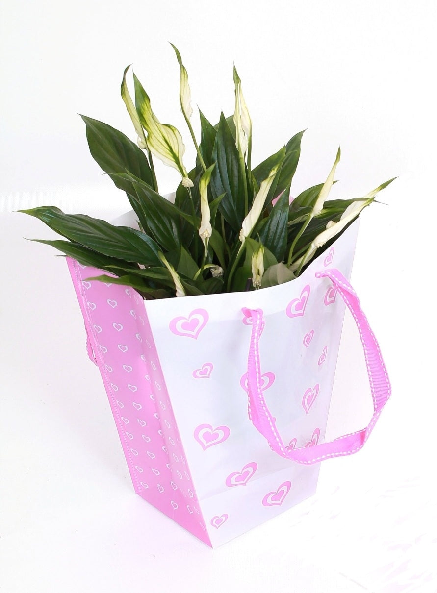 Spathiphyllum dans un sac d&