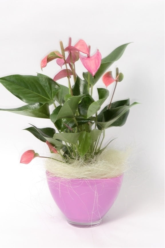 Anthurium in pink glass coupe with wooly