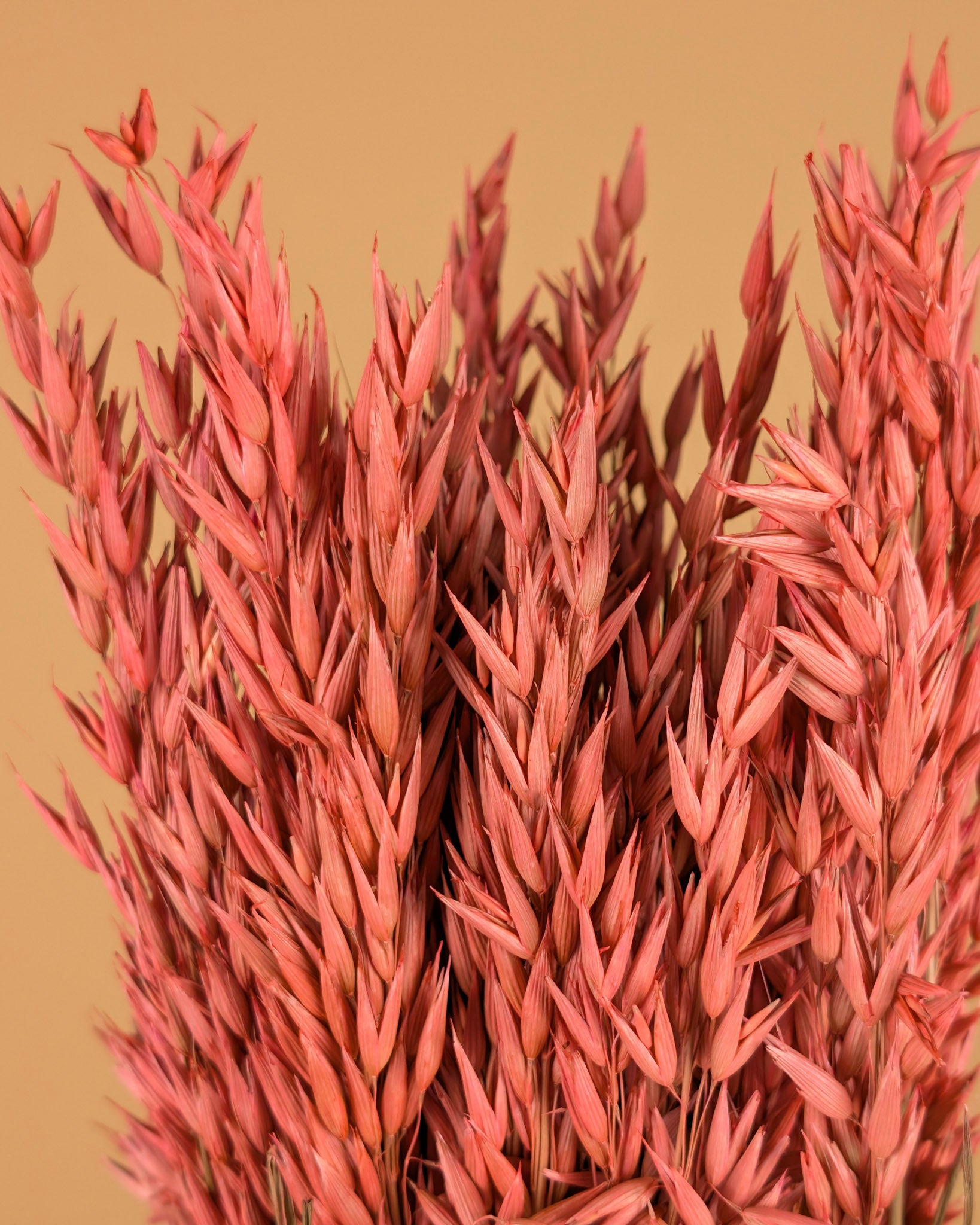 Gedroogde haver (avena) – roze