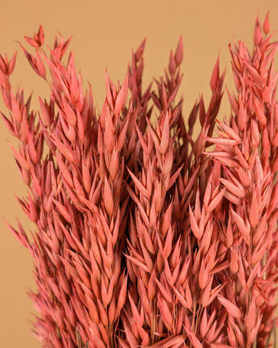 Getrockneter Hafer (Avena) rosa farbig