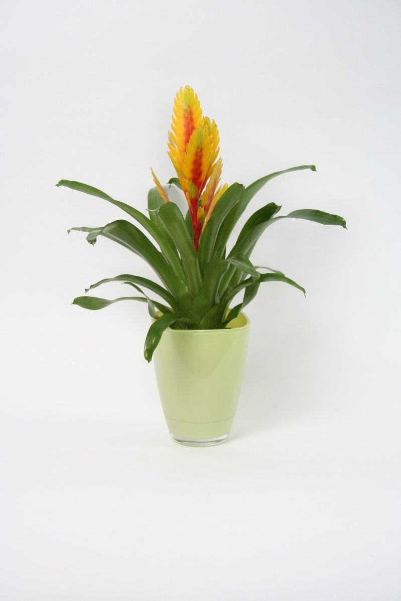 Vriesea in einem anisgeläuteten Glasspot
