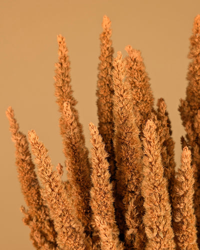 Séché amaranthus coral rose