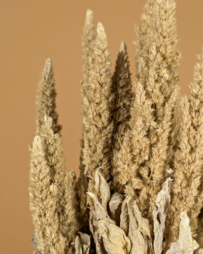 Gedroogde amaranthus – misty wit