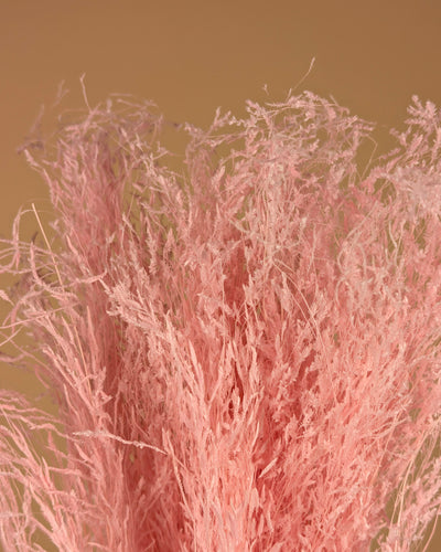 Gedroogd munni grass gebleekt - licht roze