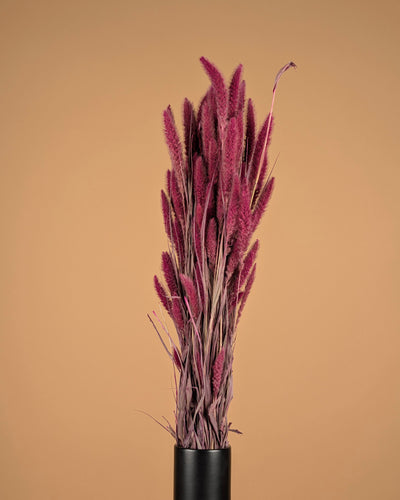Dried setaria pink