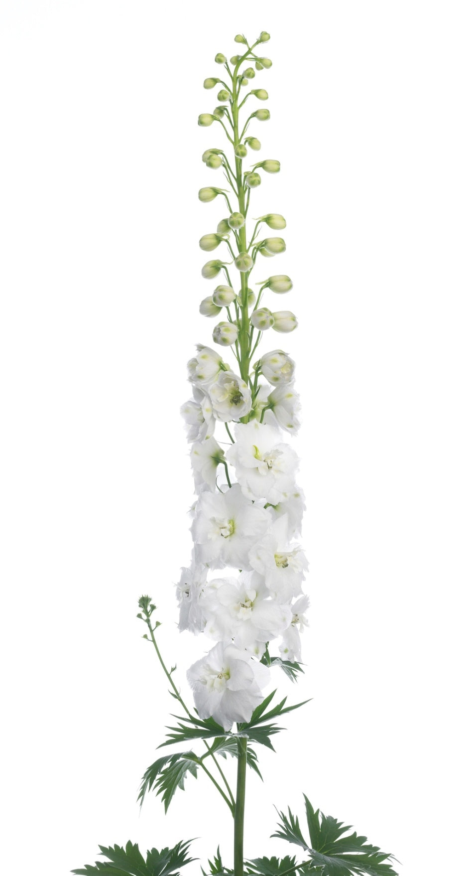 10 Delphinium double floral