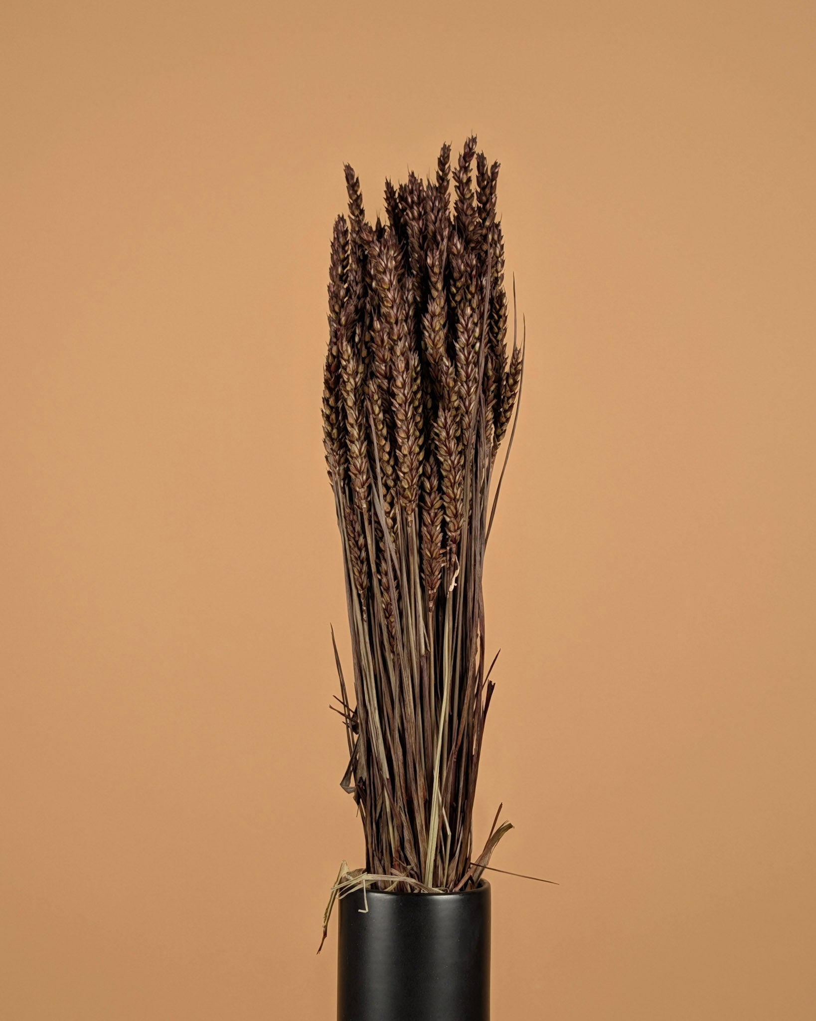 Dried wheat dark brown