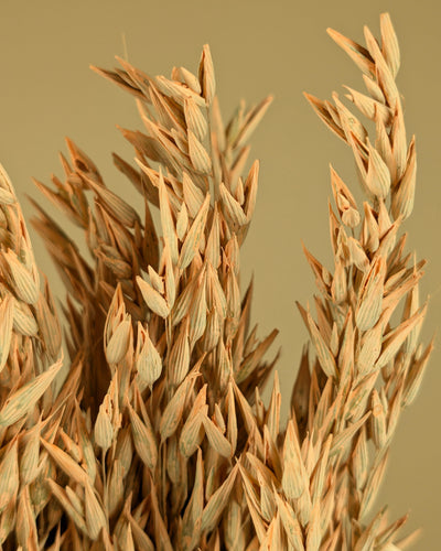 Getrocknete Hafer Korallen, neblig farbig