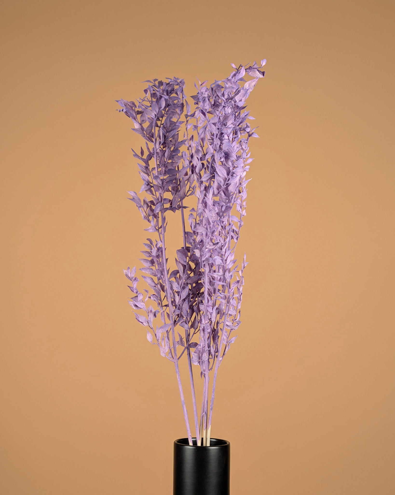 Ruscus milla préservé