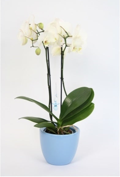 Phalaenopsis Orchid 2 Zweige Baby Mädchen und Baby Junge