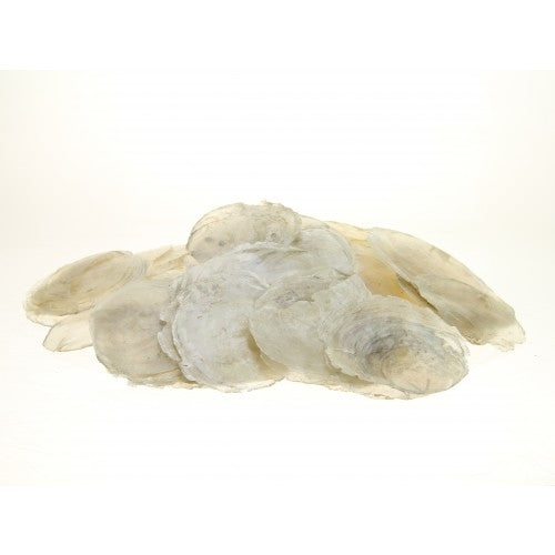 Shells placuna placenta