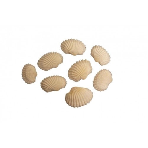 Muscheln weißer Chippi klein und Nassa