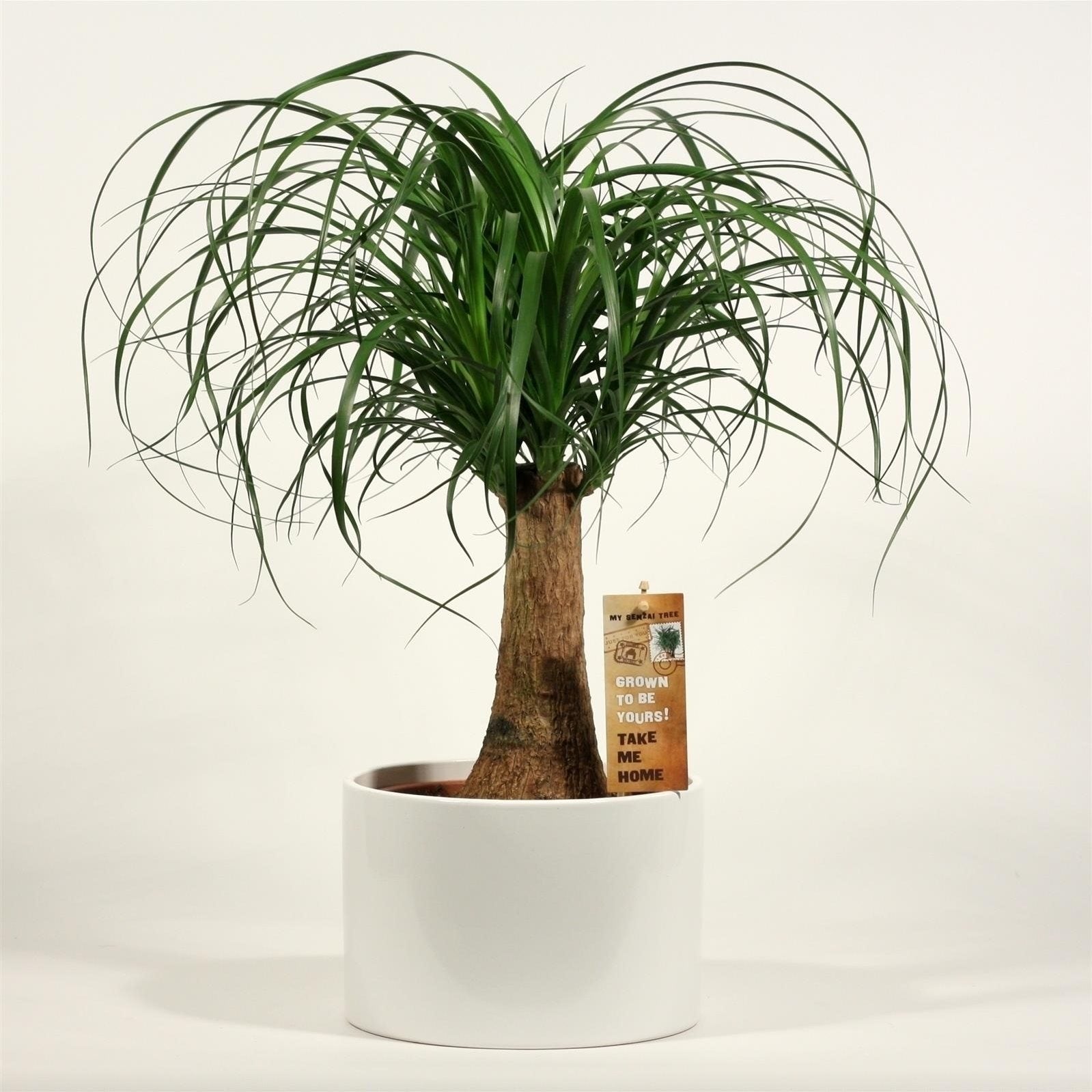 Nolina Beaucarnea in a white round ceramic pot