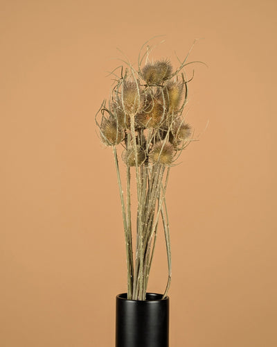 Gedroogde kardoen distel – naturel bruin