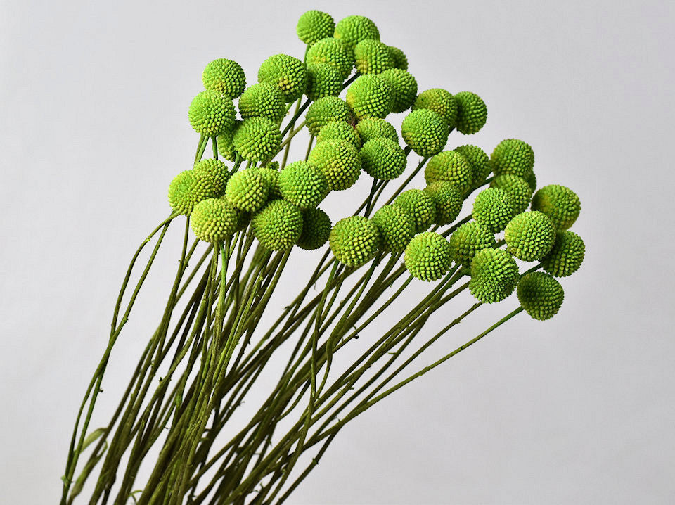 Craspedia Spring Green séché (Billy Button)