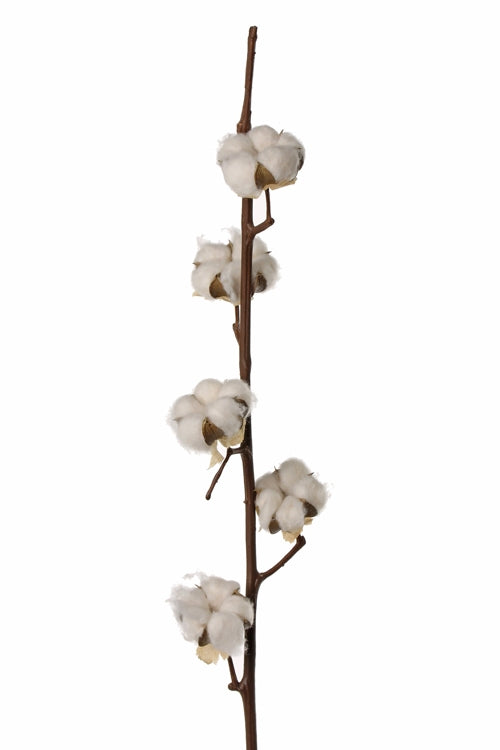 Branches de coton (gossypium) avec 7 balles par branche