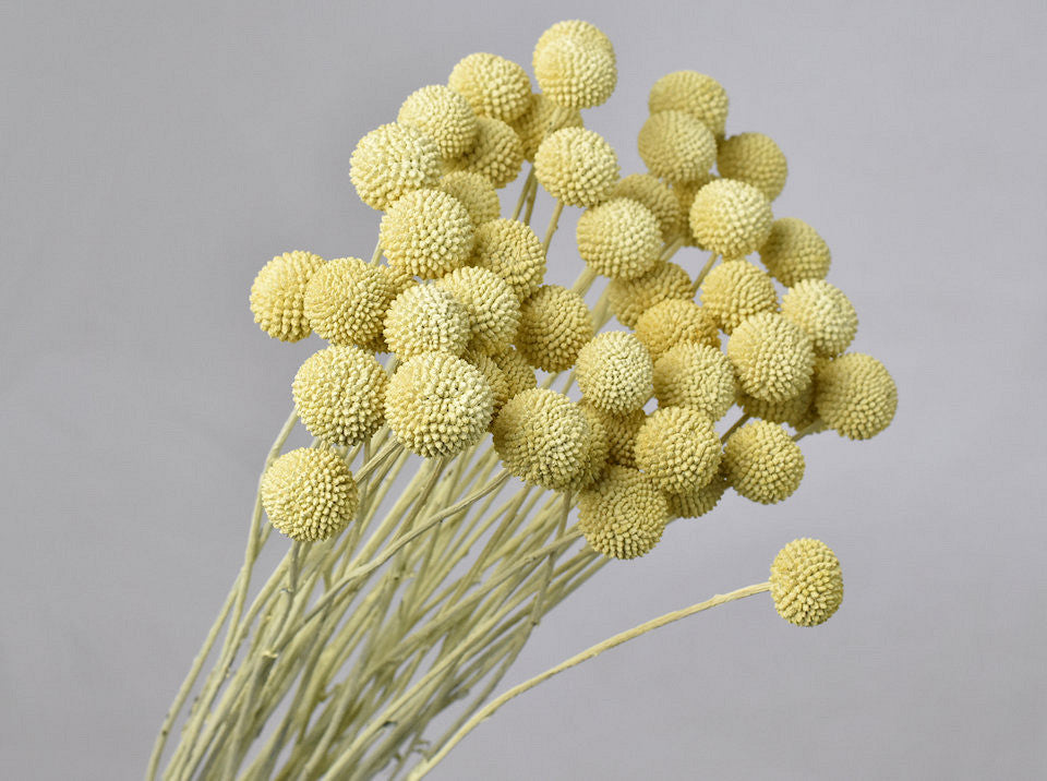 Crraspedia séché jaune
