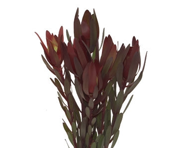 10 Safari Sonnenuntergang