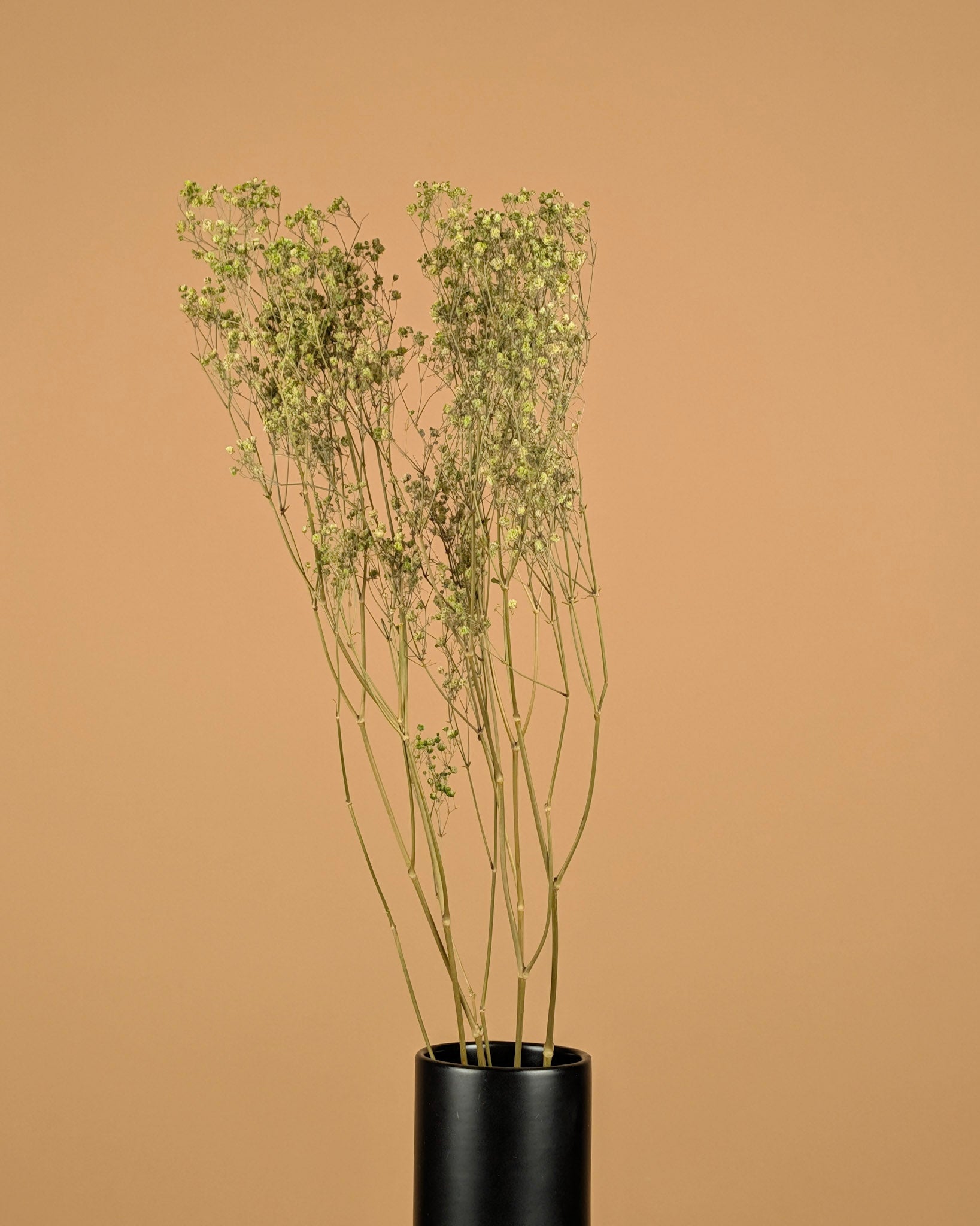 Gypsophile séché au vert (gypse)