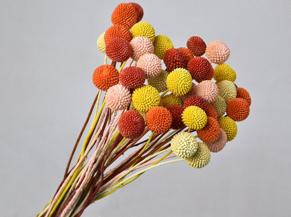 Crraspedia séché mélange pastel