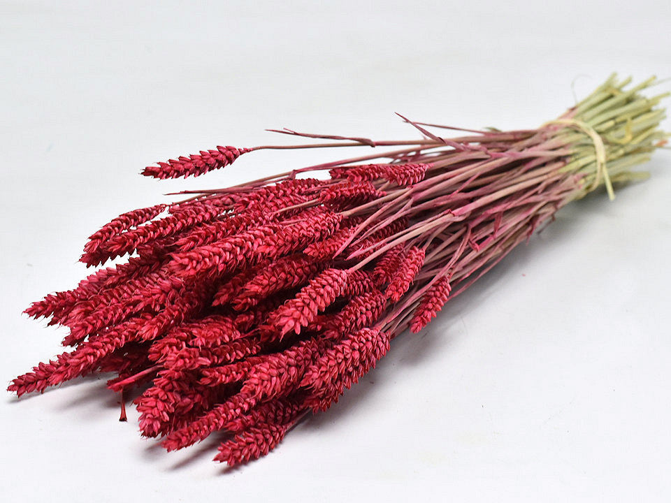 Rouge de blé séché (triticum)