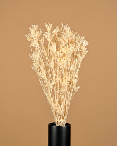 Gedroogde nigella orientalis – gebleekt