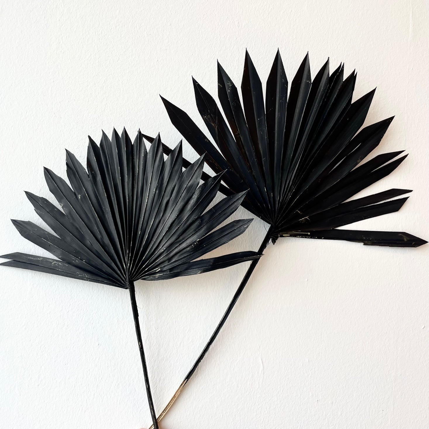 Dried Palm Sun Spear Black