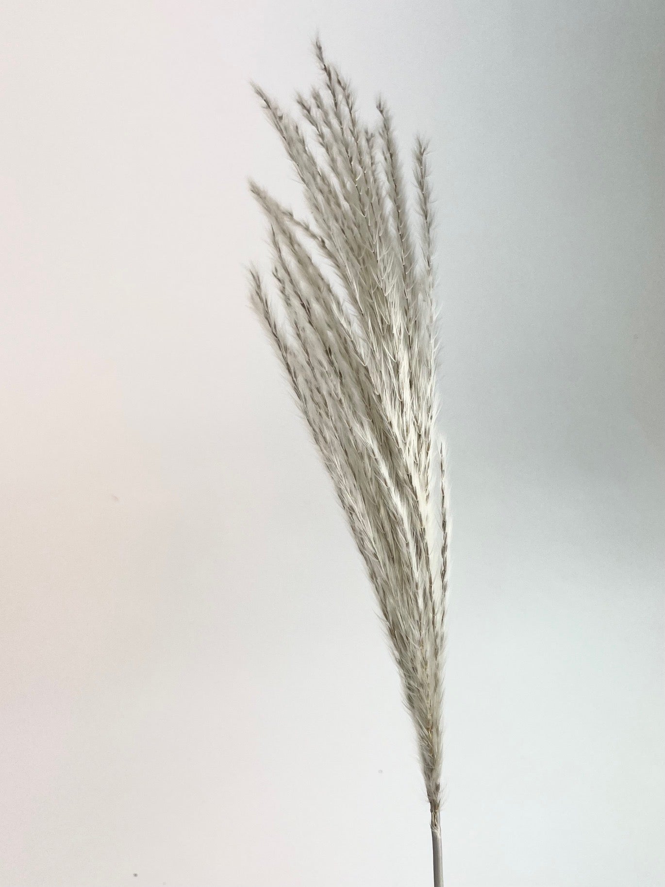 Gedroogde Stipa feather Naturel (per pluim)