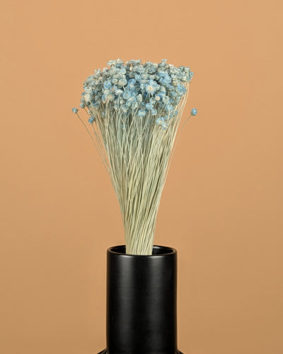 Gepreserveerd jazilda – licht blauw