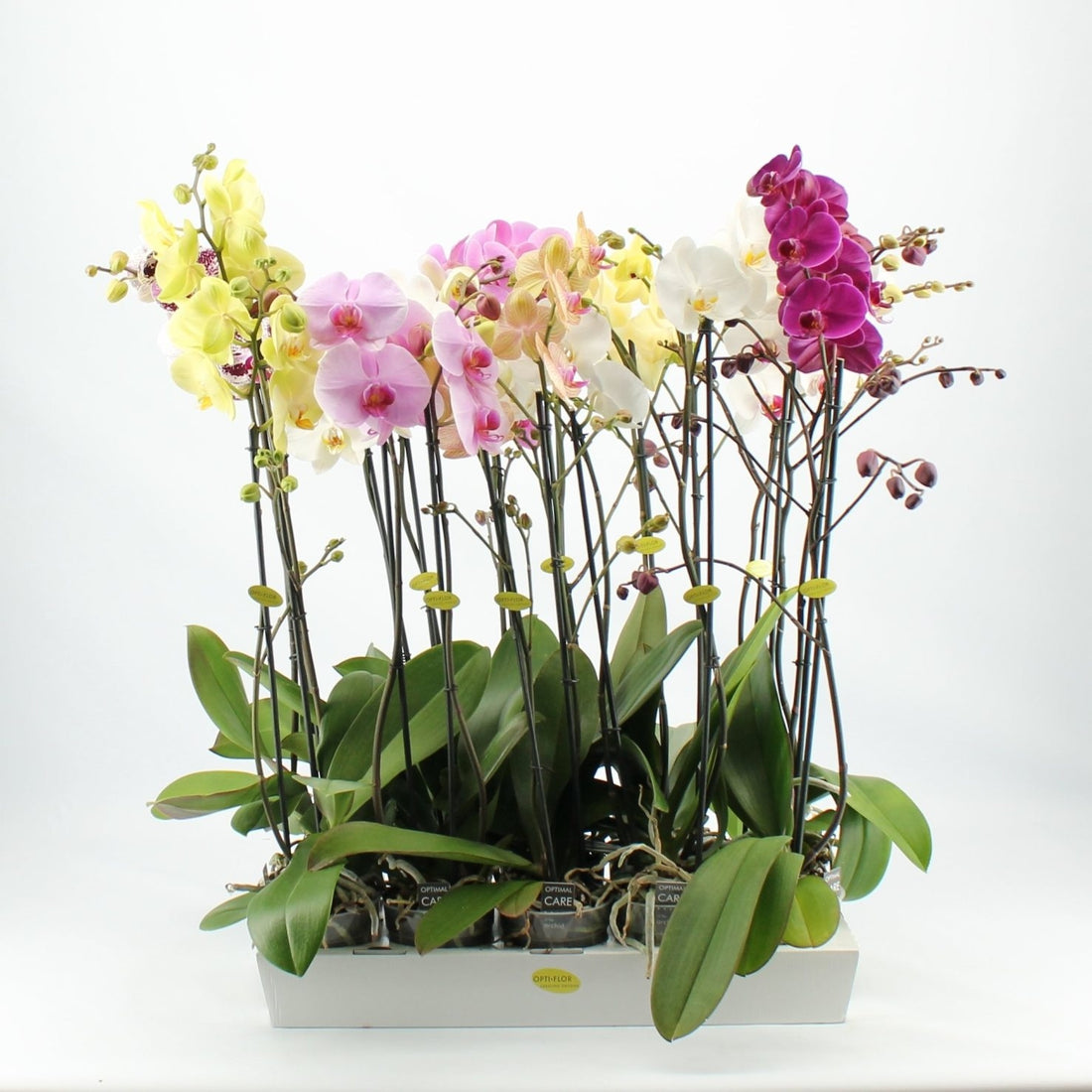 Phalaenopsis Orchid 2 branches dans le pot de culture par 10 plantes